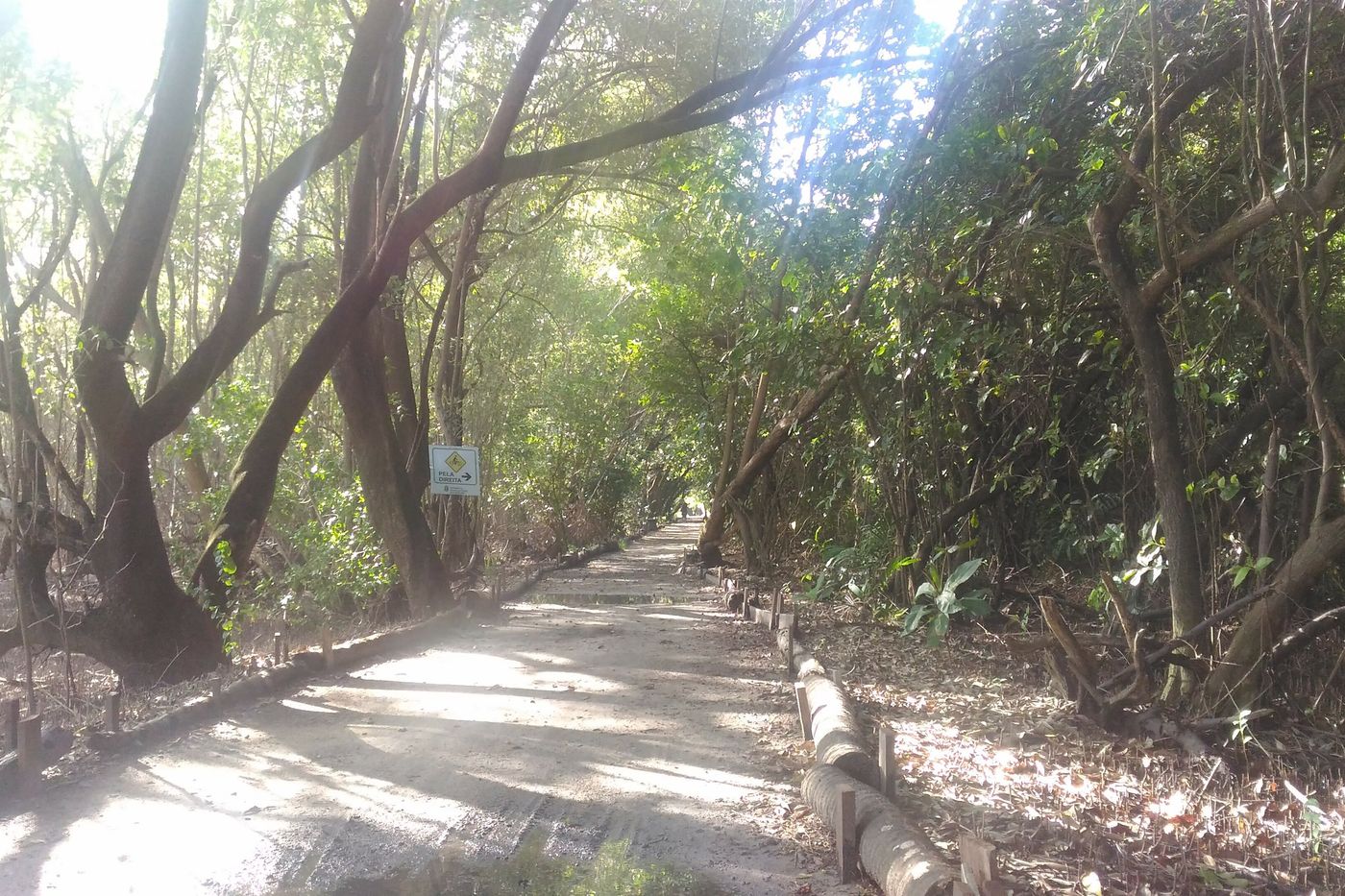 Trilha principal do Parque do Cocó, cercada de árvores